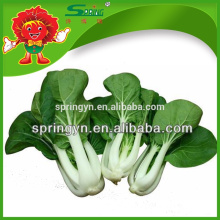 Fresh milk pak-choi organic Chinese leafy cabbage